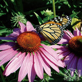 Coneflower - Echinacea purpurea