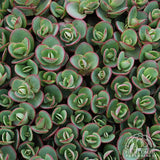 Sedum stonecrop