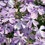 Creeping Phlox - Phlox