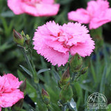 Pinks - Dianthus hybrida