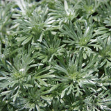 Silver Mound - Artemisia