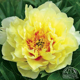 Garden Peony - Paeonia