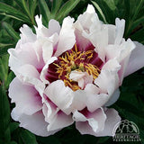 Garden Peony - Paeonia