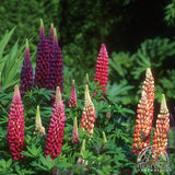 Lupine - Lupinus hybrid