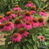 Coneflower - Echinacea purpurea