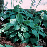 Plantain Lily - Hosta Standard