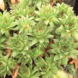 Hens+Chicks - Sempervivum