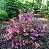 Weigela