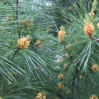 White Pine Cut Tree