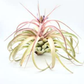 Air Plant - Tillandsia Capitata Xerographica