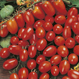 Tomato Seeds - Paste