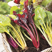 Swiss Chard Seeds