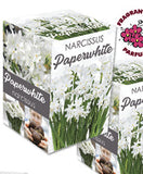 Bulb Package - Daffodils, Narcissus, Paperwhites