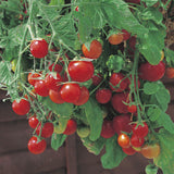 Tomato Seeds - Cherry