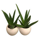 Aloe Vera Medicine Plant