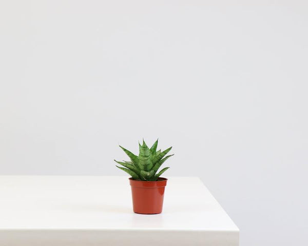 tough lady snake plant Snake Plant Tough Lady