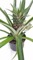 Pineapple Plant - Ananas comosus