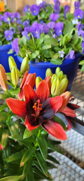 asiatic lily tiny comfort Lily Asiatic Tiny Comfort – Family Flowers Inc