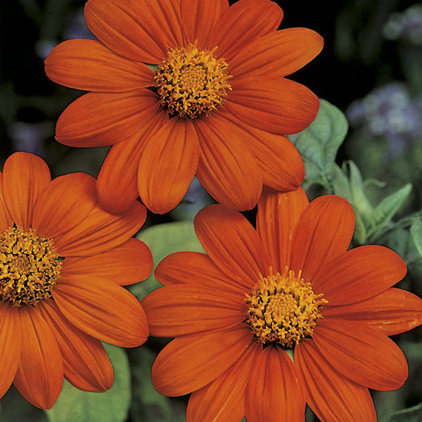 Mexican Sunflower Tithonia Seeds