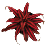 Earth Star - Cryptanthus