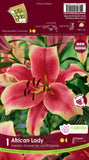 Bulb Package - Lily Hybrid