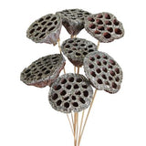 Lotus Pods - Holiday Pick