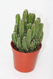 Fairytale Cactus - Acanthocereus tetragonus
