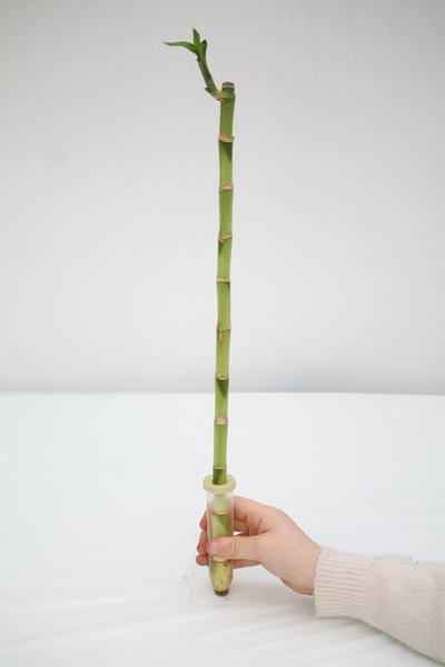 ikea dracaena lucky bamboo Lucky Bamboo