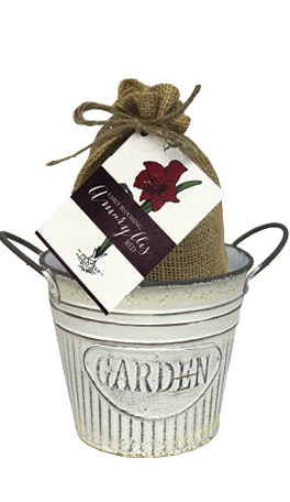 Amaryllis Nature's Bloom Gift Kit