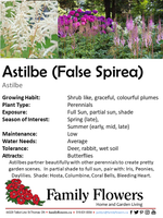 False Spirea - Astilbe