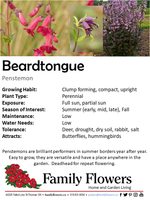 Beardtongue - Penstemon