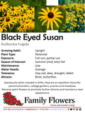Black Eyed Susan - Rudbeckia fulgida