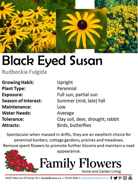 Black Eyed Susan - Rudbeckia fulgida