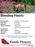Bleeding Heart - Dicentra