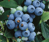 Blueberry Plants