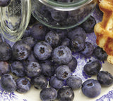 Blueberry Plants