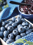 Blueberry Plants
