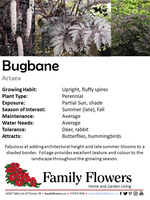 Chocoholic Bugbane - Actaea 'Chocoholic'