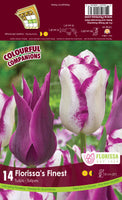 Bulb Package - Colourful Companions