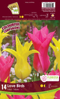 Bulb Package - Colourful Companions