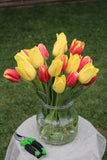 Bulb Package - Tulips