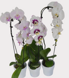 Orchid Cascading - Phalaenopsis