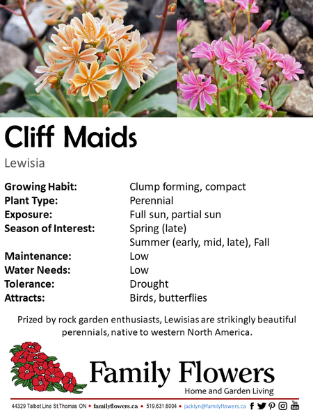 Cliff Maids - Lewisia cotyledon