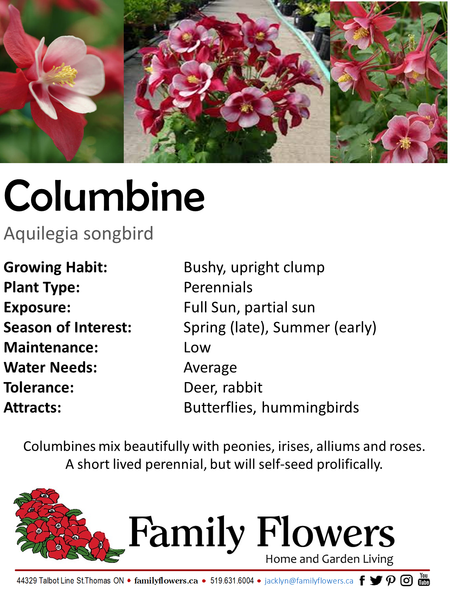 Columbine - Aquilegia