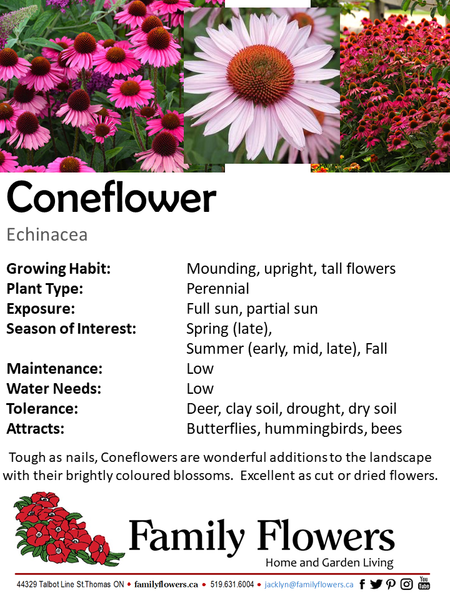 Coneflower - Echinacea purpurea