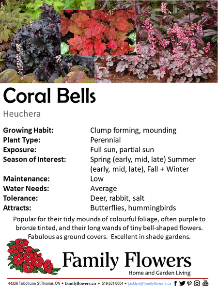 Coral Bells - Heuchera Americana hybrid
