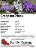 Creeping Phlox - Phlox