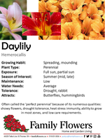 Daylily Common - Hemerocallis