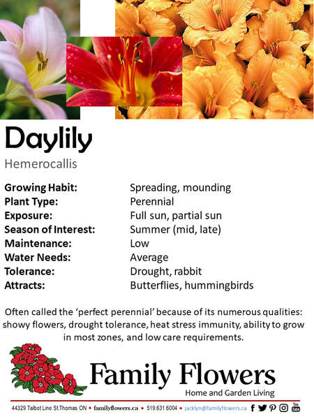 Daylily Premium - Hemerocallis
