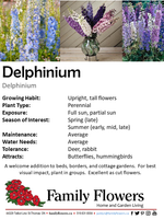 Larkspur - Delphinium